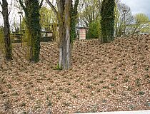 Agrandir l'image (fenêtre modale)