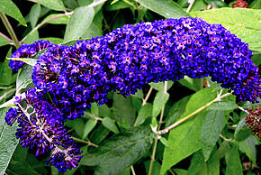 Buddleia - Photo Ptelea - wikimedia - Agrandir l'image, fenêtre modale