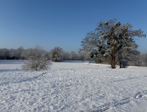 Agrandir l'image (fenêtre modale)