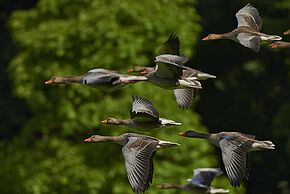 Oiseaux migrateurs - Agrandir l'image, fenêtre modale