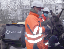 L'âne Korol - photo © Veolia - Agrandir l'image (fenêtre modale)