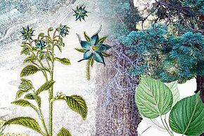 Visites décou-vertes - La nature à travers champs - Agrandir l'image, fenêtre modale