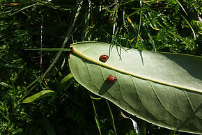 © écout(é)cris. - Agrandir l'image, fenêtre modale