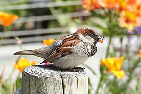 Quizz nature - Agrandir l'image, fenêtre modale