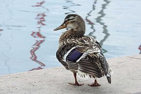 Comptage des oiseaux - Agrandir l'image, fenêtre modale