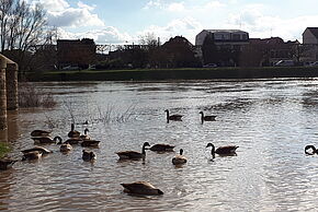 Agrandir l'image, fenêtre modale