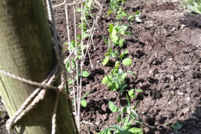 Agrandir l'image, fenêtre modale