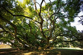 Les arbres remarquables, un patrimoine à protéger - Agrandir l'image, fenêtre modale