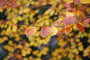 Couleurs d'automne - Agrandir l'image, fenêtre modale