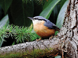 Agrandir l'image (fenêtre modale)