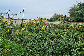 Agrandir l'image, fenêtre modale