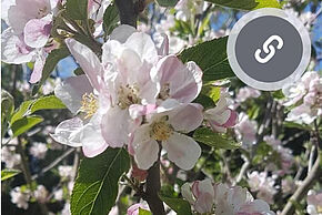 Agrandir l'image, fenêtre modale