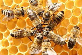 Des abailles et des hommes - Fête de la Science - Agrandir l'image, fenêtre modale