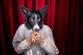 Agrandir l'image, fenêtre modale