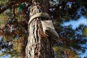 Agrandir l'image, fenêtre modale