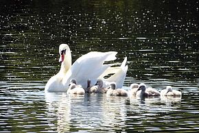 Cygnes - Agrandir l'image, fenêtre modale